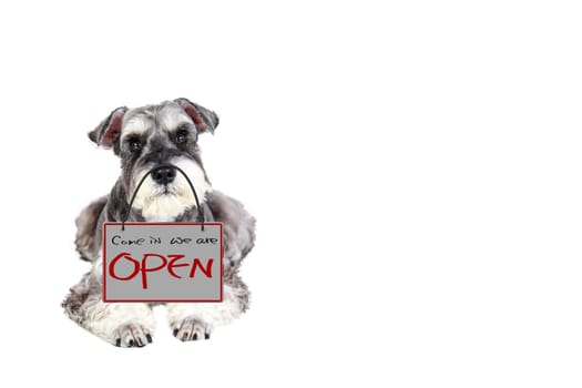 3d rendering of The Miniature schnauzer isolated with white background