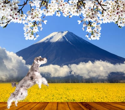 3d rendering of Miniature schnauzer isolated with white background