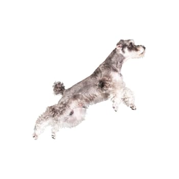 The Miniature schnauzer isolated with white background