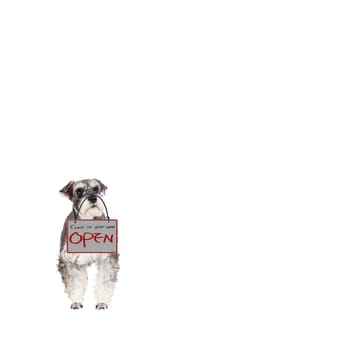 3d rendering of The Miniature schnauzer isolated with white background