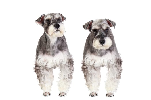The Miniature schnauzer isolated with white background