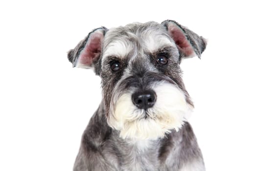 The Miniature schnauzer isolated with white background