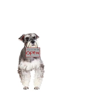 The Miniature schnauzer isolated with white background