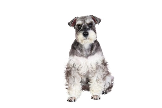 The Miniature schnauzer isolated with white background