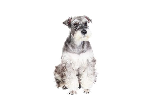 The Miniature schnauzer isolated with white background