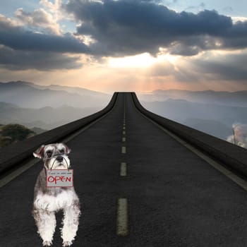 3d rendering of The Miniature schnauzer isolated with white background