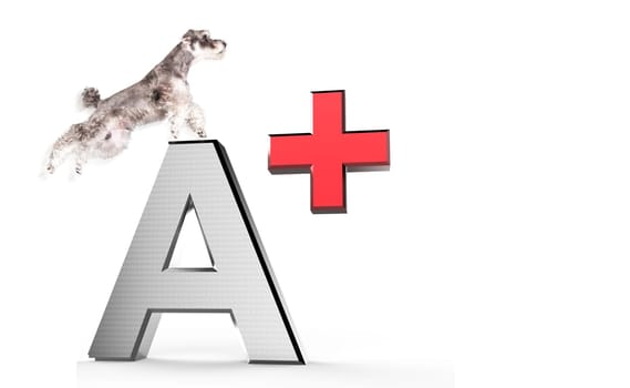 3d rendering of The Miniature schnauzer isolated with white background