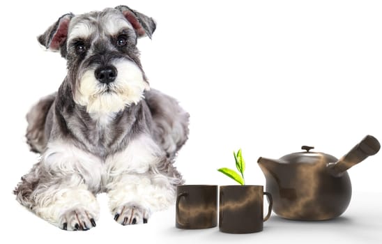 3d rendering of The Miniature schnauzer isolated with white background
