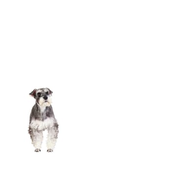The Miniature schnauzer isolated with white background