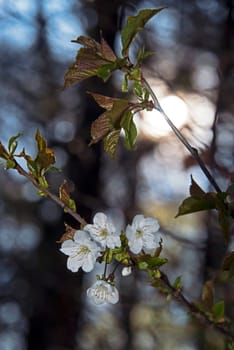 Wild cherry
