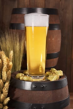 Beer glass with beer barrels,wheat,barley,hops and malt