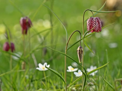 Wet meadow with chessboard flowers (Fritillaria meleagris) and bush windfrogs (Anemone nemorosa)