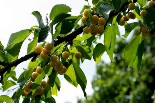 branch of white sweet cherry, bottom view