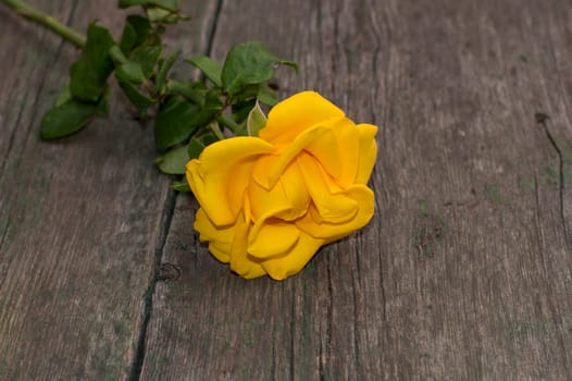 the yellow rose lies at the left on an old wooden table