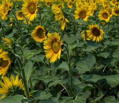 field of the blossomed beautiful sunflowers