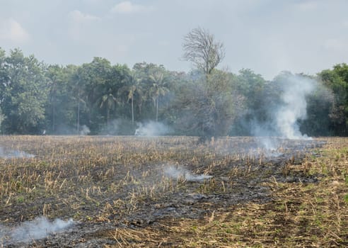 Burnt sugarcane field after harvest. Global warming concept