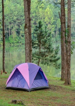 Pink camping tents in pine tree forest near lake at Pang Oung national park in Mae Hong Son, Thailand