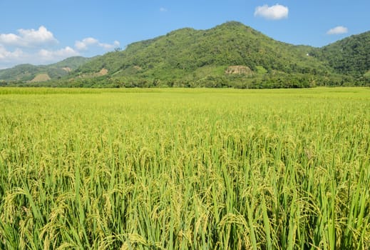 Landscape of green rice field with mountain background in Thailand