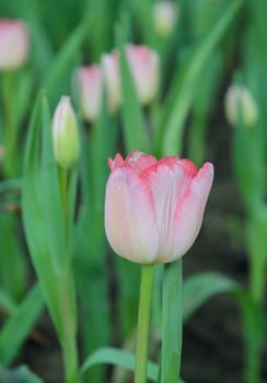 Pink tulip blossom in the garden