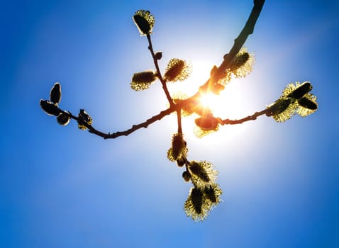 fluffy flowers of a willow against the bright sun and blue sky