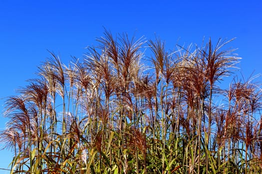 China rushes group with red flowers on an autumn blue sky