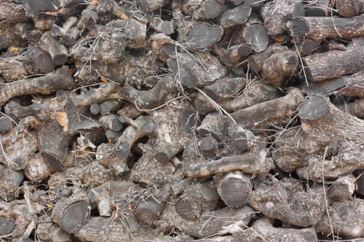 Firewood energy wood plant timber tree log wood