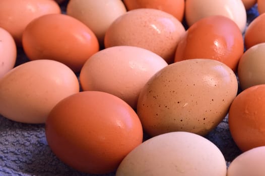 Fresh laid yard eggs, washed and laid on a blue towel to dry.