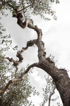 Plant typical olive of Basilicata in the south of Italy