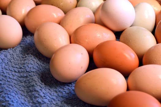 Fresh laid yard eggs, washed and laid on a blue towel to dry.
