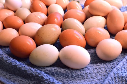 Fresh laid yard eggs, washed and laid on a blue towel to dry.
