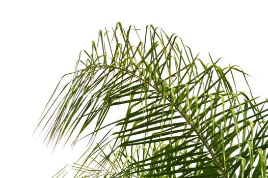 Bright green palm frond of a queen palm tree against bright sky background. Florida nature landscape.