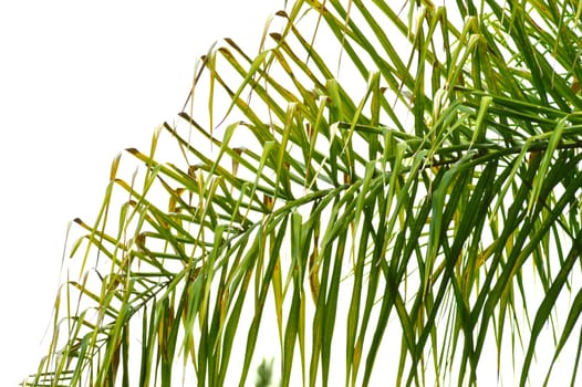 Bright green palm frond of a queen palm tree against bright sky background. Florida nature landscape.