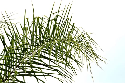 Bright green palm frond of a queen palm tree against bright sky background. Florida nature landscape.
