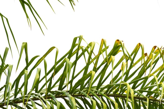 Bright green palm frond of a queen palm tree against bright sky background. Florida nature landscape.