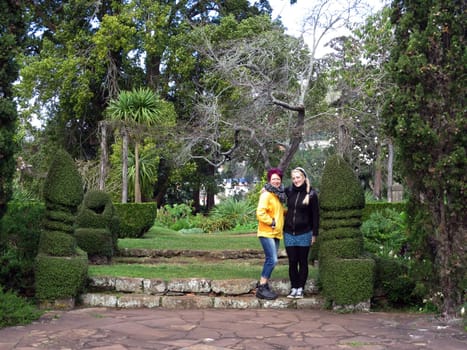 ornately cut wire shrub (Muehlenbeckia complexa),Funchal,Madeira,Portugal