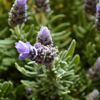 French lavender plant in bloom.Square image of lavender blooms.