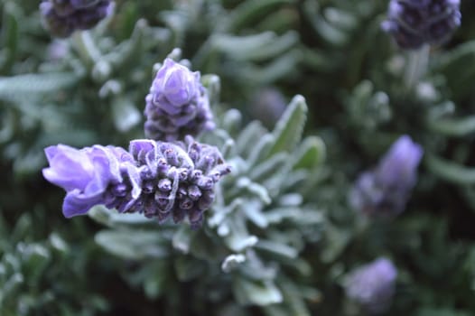 French lavender plant in bloom. Closeup of lavender flowers and leaves.