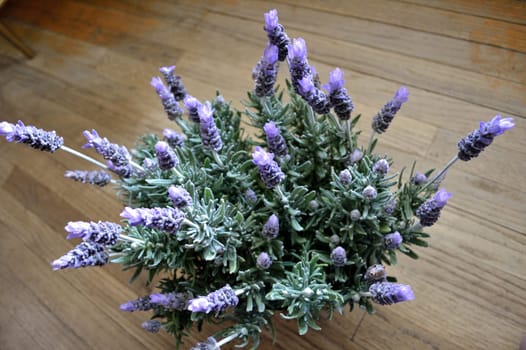 French lavender plant in full bloom, sitting on wood floor.