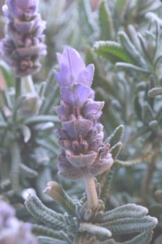 French lavender plant in bloom backlit with bright white background. Faded image for easy text overlay.