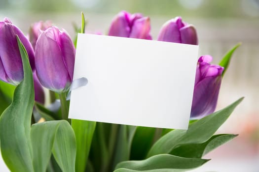 Bouquet of purple tulips and blank card with copy space for your Easter or seasonal greeting.