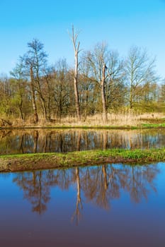 landscape with reed along a floodplain in The Netherlands