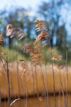 landscape with reed along a floodplain in The Netherlands