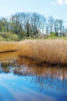 landscape with reed along a floodplain in The Netherlands