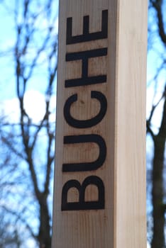 Beech Beech Wood Tree Lettering Lettering Beech Forest Raw Material Deciduous Tree Forest Furniture Parquet Wood Processing Forestry Afforestation Beech trees Nature plant