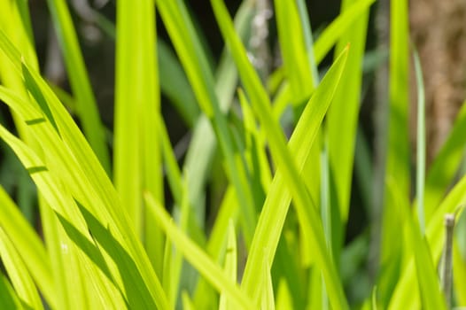 Bright vivid green blades of wild lily foliage. blurred to make a good spring or summer background image. Tropical climate plant on a sunny day.