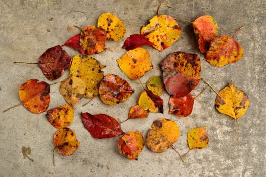 Autumn leaves, wet from the rain, scattered across a textured gray concrete surface. Great fall or Thanksgiving background.