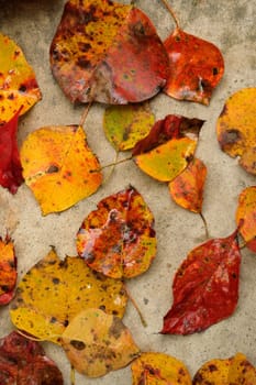 Autumn leaves, wet from the rain, scattered across a textured gray concrete surface. Great fall or Thanksgiving background.