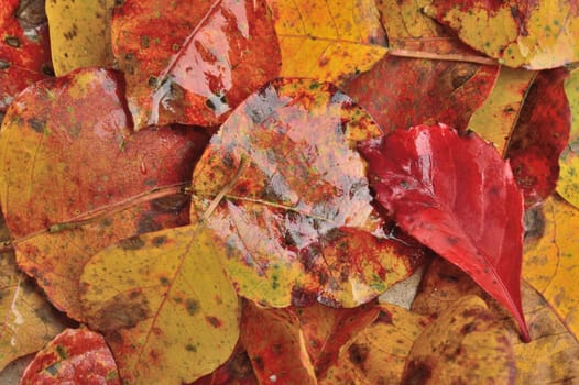Fall or Thanksgiving background - Autumn leaves in reds, oranges, yellows, and browns, wet from the rain.