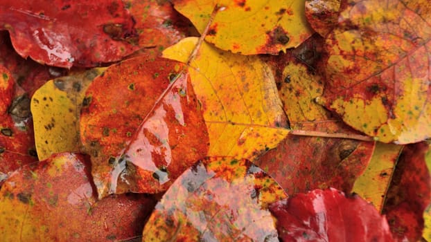 Fall or Thanksgiving background - Autumn leaves in reds, oranges, yellows, and browns, wet from the rain.