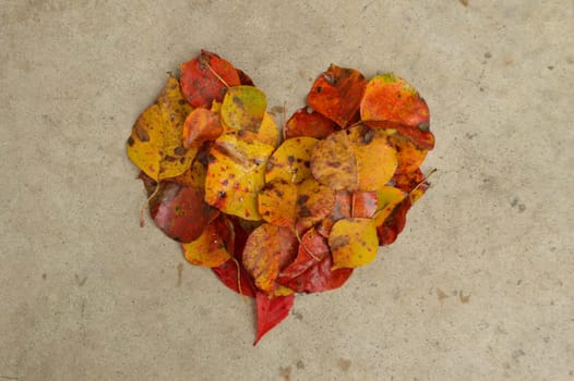 Beautiful autumn leaves in the shape of a heart against a textured concrete background. Great Thanksgiving background.